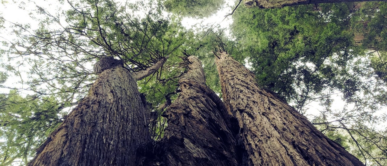 Dustin’s Internet Community Road Trip: In the Bay Area, What Redwoods Can Teach Us About the Internet Thumbnail
