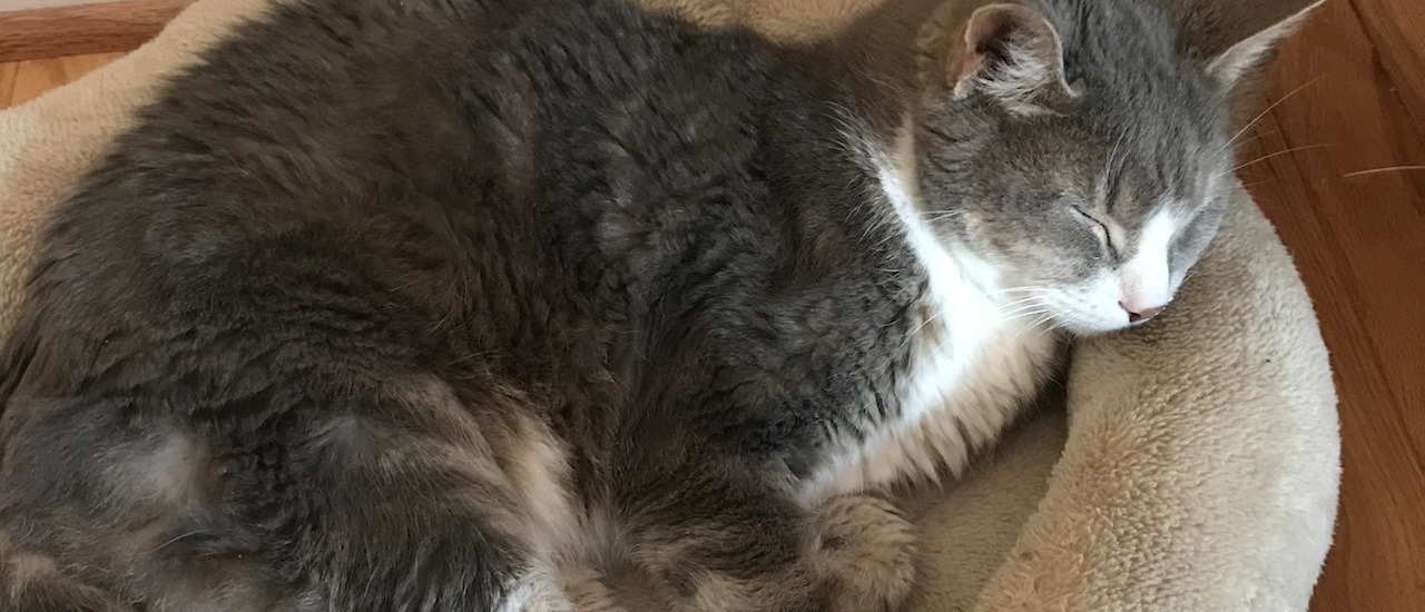 I Can Has Privacy: A Special Guest Post from LOL Cat Thumbnail