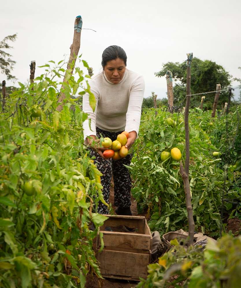 Una mujer en un huerto con un puñado de tomates en la mano